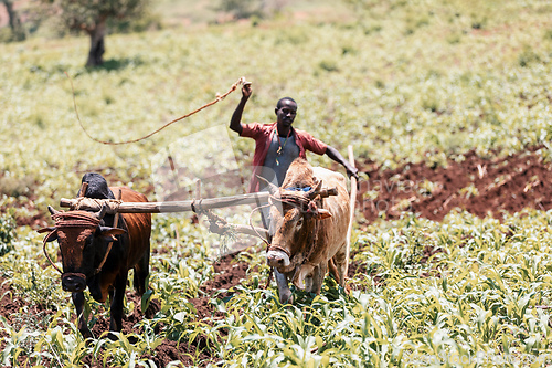 Image of Ethiopian farmer with traditional wooden plough pulled by cattle. Southern Nations Region, Ethiopia