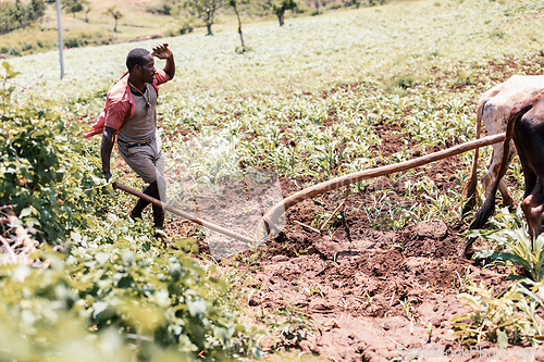 Image of Ethiopian farmer with traditional wooden plough pulled by cattle. Southern Nations Region, Ethiopia