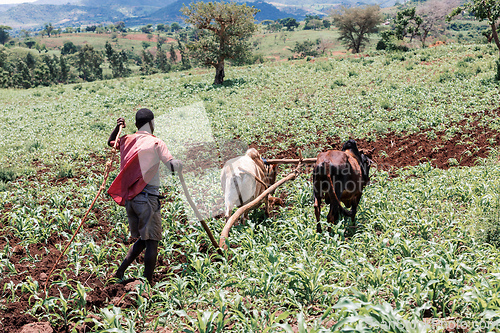 Image of Ethiopian farmer with traditional wooden plough pulled by cattle. Southern Nations Region, Ethiopia