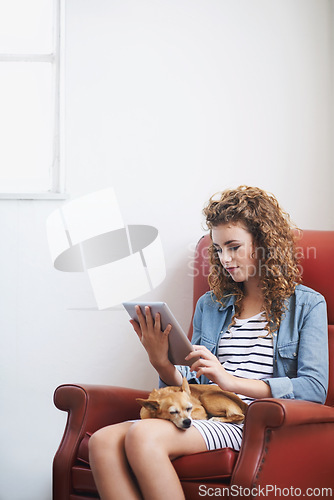 Image of Woman, tablet and relax on social media at home, online and internet for website or blogging. Female person, dog and streaming entertainment on armchair, pet animal and app for shopping on weekend