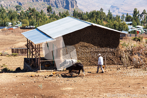 Image of Ethiopian farmer plows fields with cows, Oromia, Ethiopia