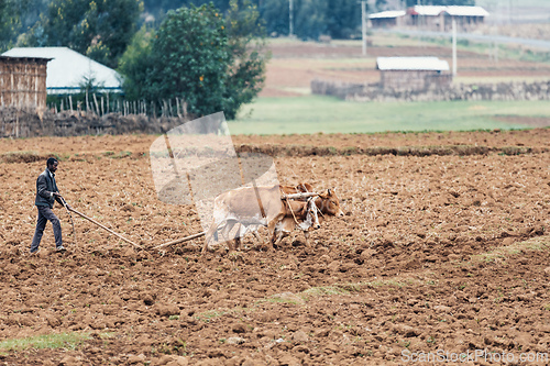 Image of Ethiopian farmer with traditional wooden plough pulled by cattle. Oromia, Ethiopia