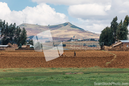Image of Ethiopian farmer with traditional wooden plough pulled by cattle. Oromia, Ethiopia