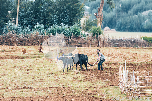 Image of Ethiopian farmer with traditional wooden plough pulled by cattle. Oromia, Ethiopia