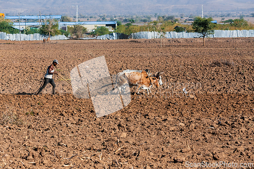 Image of Ethiopian farmer with traditional wooden plough pulled by cattle. Oromia, Ethiopia