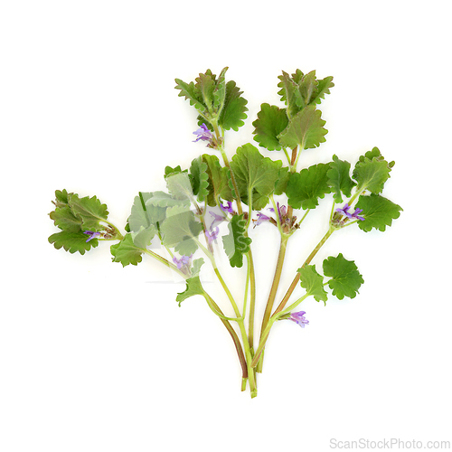 Image of Ground Ivy Herb Plant Herbal Medicine