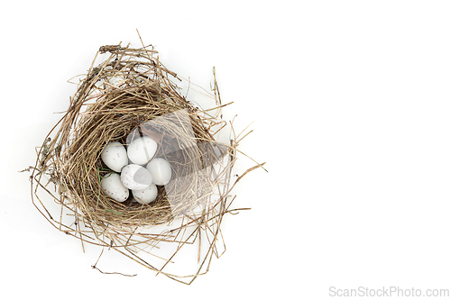 Image of Blue Tit Eggs in Spring Bird Nest