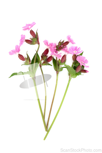 Image of Red Campion Summer Wildflower Plant