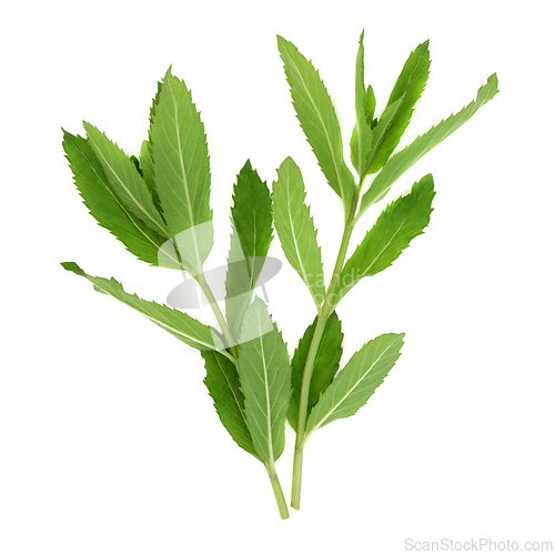 Image of Spearmint Plant Leaves used in Herbal Medicine and Seasoning