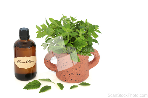 Image of Lemon Balm Herb Natural Herbal Medicine to Reduce Anxiety