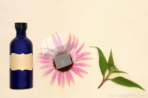 Image of Echinacea Herb for Alternative Medicine Remedies