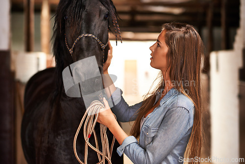 Image of Barn, woman and horse in stable for bonding, sports training or sustainable farming in Texas with rope. Stallion, person and cowgirl with animal on farm or ranch for healthy livestock, hobby and care