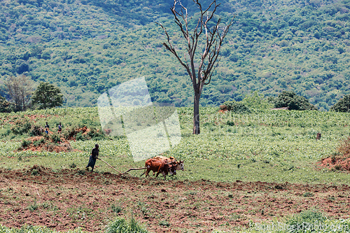 Image of Ethiopian farmer with traditional wooden plough pulled by cattle. Southern Nations Region, Ethiopia