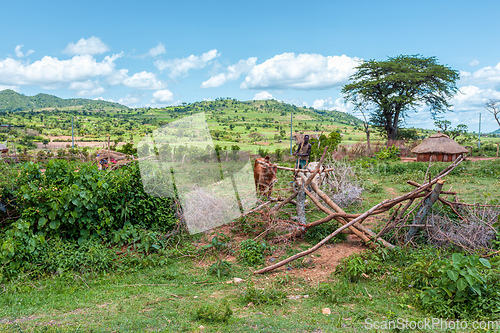 Image of Ethiopian farmer with traditional wooden plough pulled by cattle. Southern Nations Region, Ethiopia