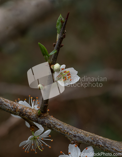 Image of Blackthorn in Springtime