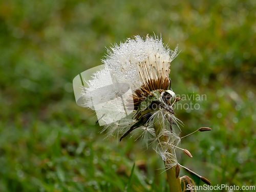 Image of Dandelion Seedhead with Dewdrops