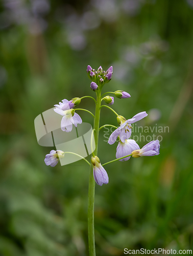 Image of Lady's Smock Wild Flower