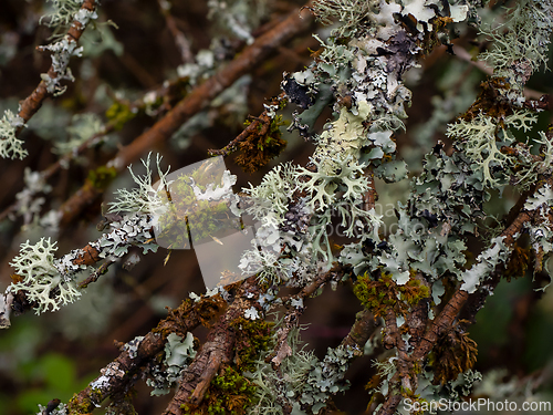 Image of Lichens Growing in English Woodland 