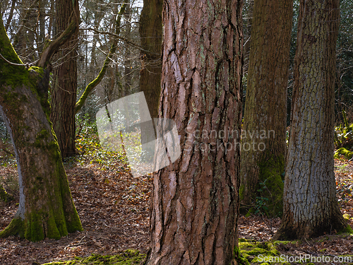 Image of Tree Trunks