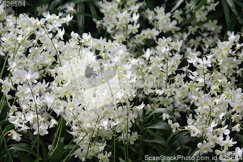 Image of Vanda, Orchid