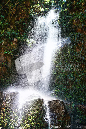 Image of Waterfall, jungle and trees on landscape in nature, growth and sustainability in summer with rocks. River, leaves and earth in tropical rainforest with environment, ecology and sunshine in Colombia