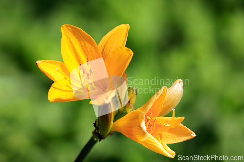 Image of Yellow Daylily or Hemerocallis Flowers Close Up