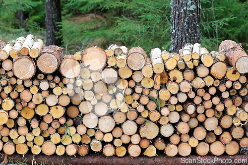 Image of Neatly Cut and Stacked Firewood in Forest