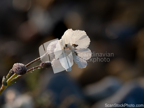 Image of Bladder Campion Backlit by the Sun
