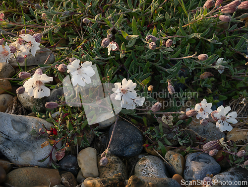 Image of Bladder Campion by the Seashore 