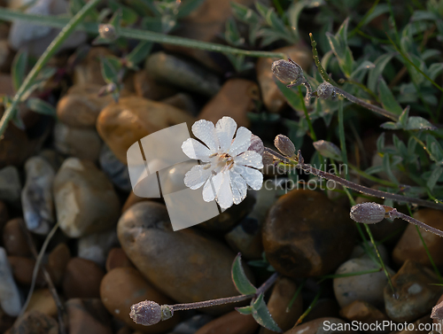 Image of Bladder Campion in Sunlight