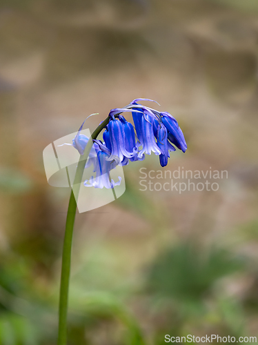 Image of Native Bluebells Hyacinthoides non-scripta in English Woodland