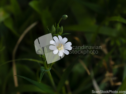 Image of Greater Stitchwort in English Countryside