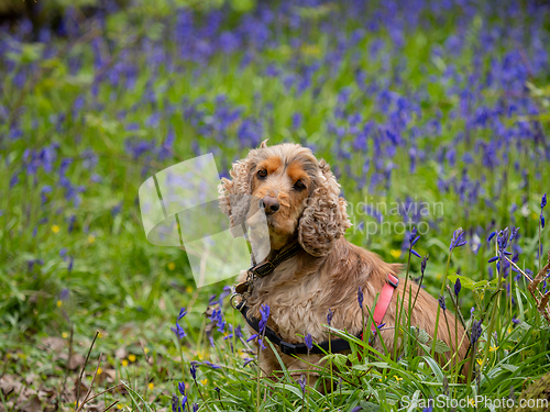 Image of Cocker Spaniel in English Bluebell Wood