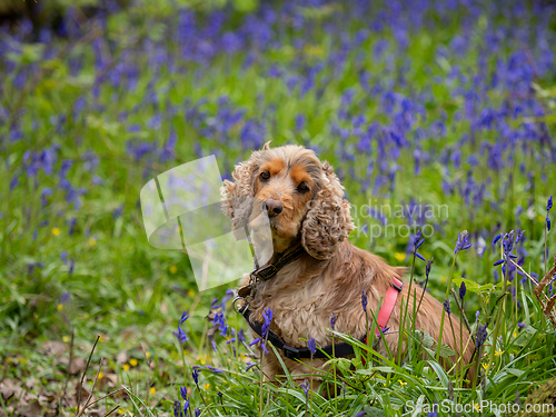 Image of Cocker Spaniel in English Bluebell Wood