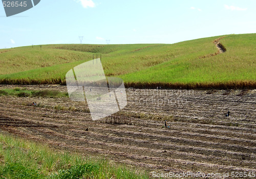 Image of Burning land in sugar cane harvest