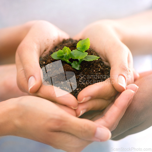 Image of Group, sand and plant with people, hands and agriculture with sustainability and spring. Closeup, soil and team with climate change and environmental with nature and earth with leaf, help and support