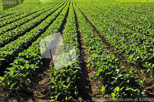 Image of Rows of turnip plants in a field