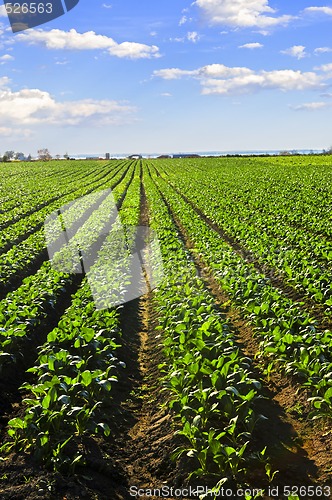 Image of Rows of turnip plants in a field