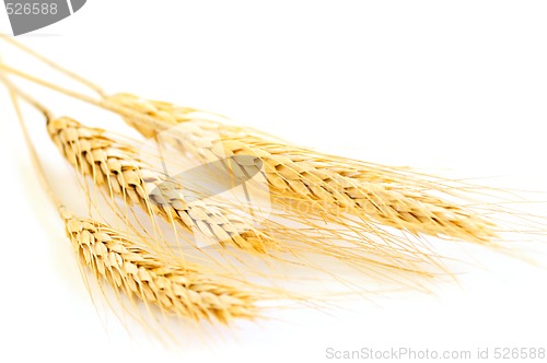 Image of Isolated wheat ears