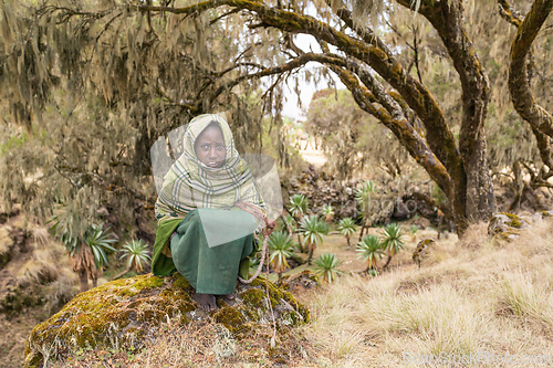 Image of Ethiopian shepherdess girl, Simien Mountains, Ethiopia