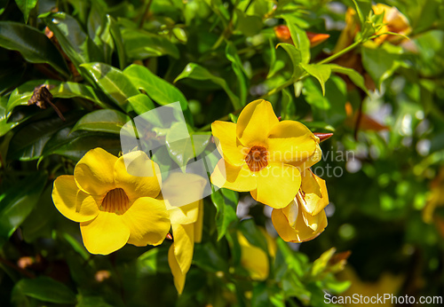 Image of Allamanda schottii flower, commonly known as bush allamanda, Santander department, Colombia