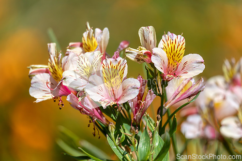 Image of Alstroemeria ligtu, species of flowering plant in the family Alstroemeriaceae. Quindio department, Colombia