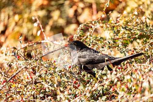 Image of Male of Common blackbird, Wildlife and birdwatching in Czech Republic