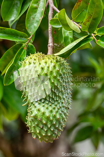 Image of Soursop, called graviola, guyabano and guanabana. Fruit of Annona muricata, evergreen tree. Magdalena department, Colombia