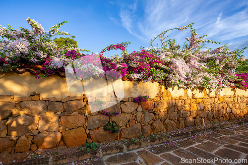 Image of Bougainvillea buttiana, flowering plant, Barichara Santander department, Colombia