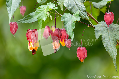 Image of Abutilon megapotamicum or Callianthe megapotamica flower, Cundinamarca Department, Colombia