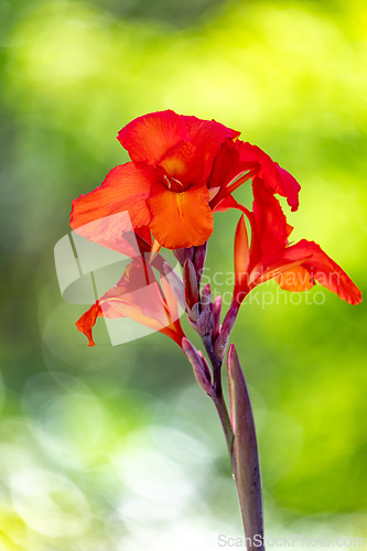 Image of Canna hybrida Rodigas, flower Canna or canna lily, flowering plants in the family Cannaceae. Santander department, Colombia