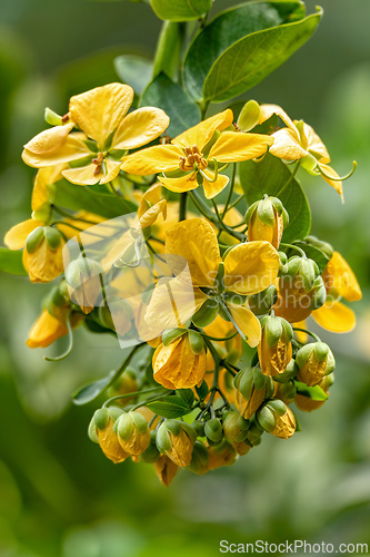 Image of Cassia fistula, known as golden shower, Santander department, Colombia