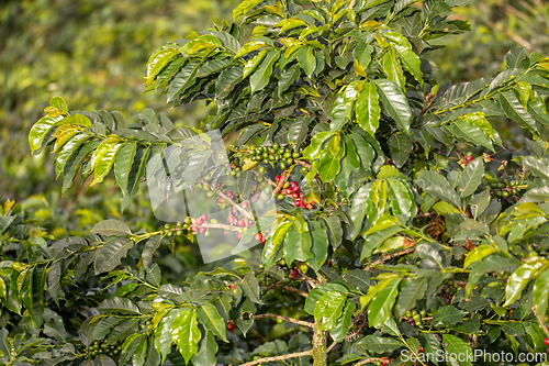 Image of Coffea arabica, known as the Arabica coffee, species of flowering plant. Antioquia department, Colombia