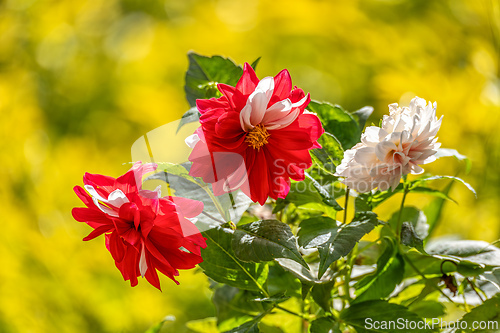 Image of Dahlia pinnata, flower species in the genus Dahlia, with the common name garden dahlia. Magdalena department, Colombia